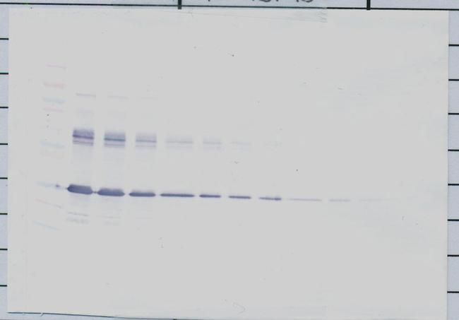 IGFBP-1 Antibody in Western Blot (WB)