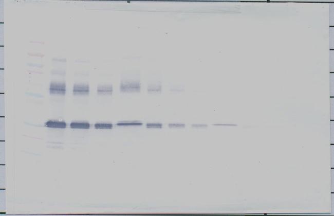 IGFBP-1 Antibody in Western Blot (WB)