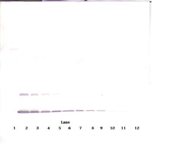 IL-2 Antibody in Western Blot (WB)