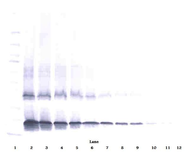 IL-2 Antibody in Western Blot (WB)