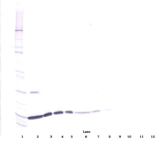 IL-2 Antibody in Western Blot (WB)