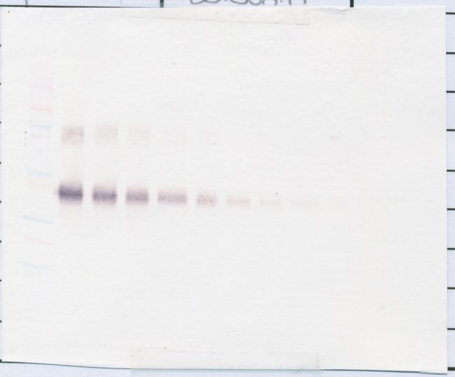 CD25 (soluble) Antibody in Western Blot (WB)