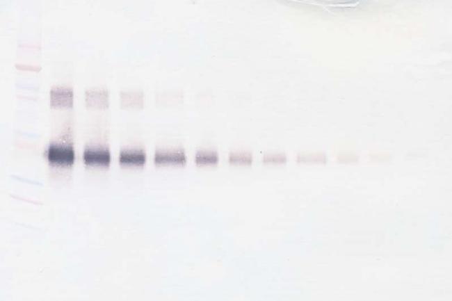 CD25 (soluble) Antibody in Western Blot (WB)