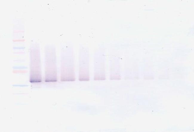 IGFBP3 Antibody in Western Blot (WB)