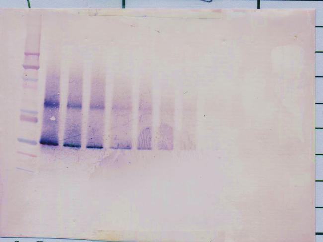 IGFBP5 Antibody in Western Blot (WB)