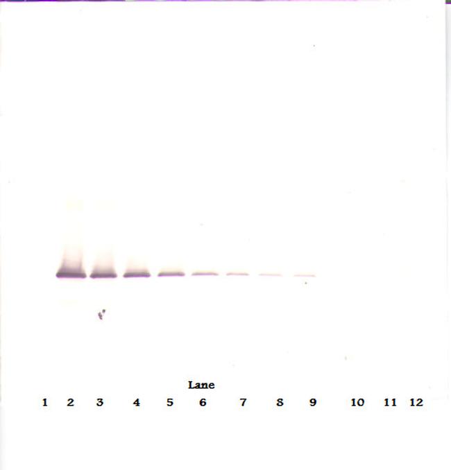 IGFBP7 Antibody in Western Blot (WB)