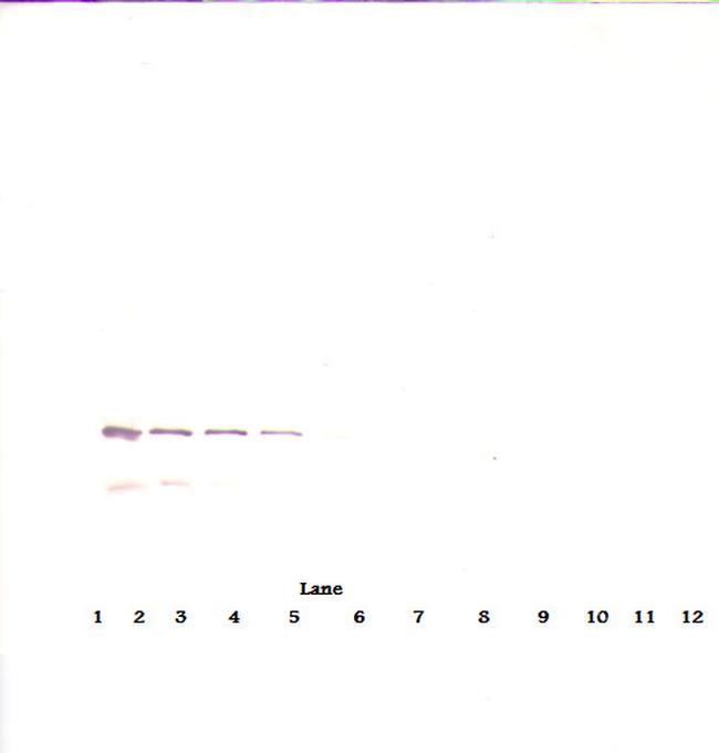 IGFBP7 Antibody in Western Blot (WB)