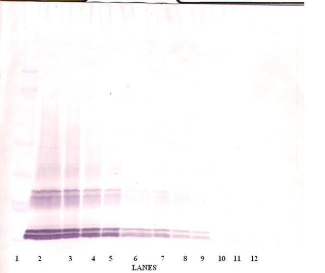 GDF3 Antibody in Western Blot (WB)