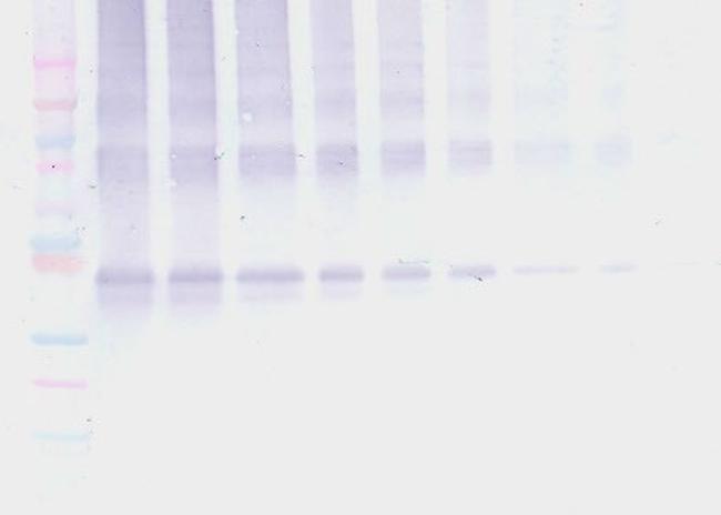 Nanog Antibody in Western Blot (WB)