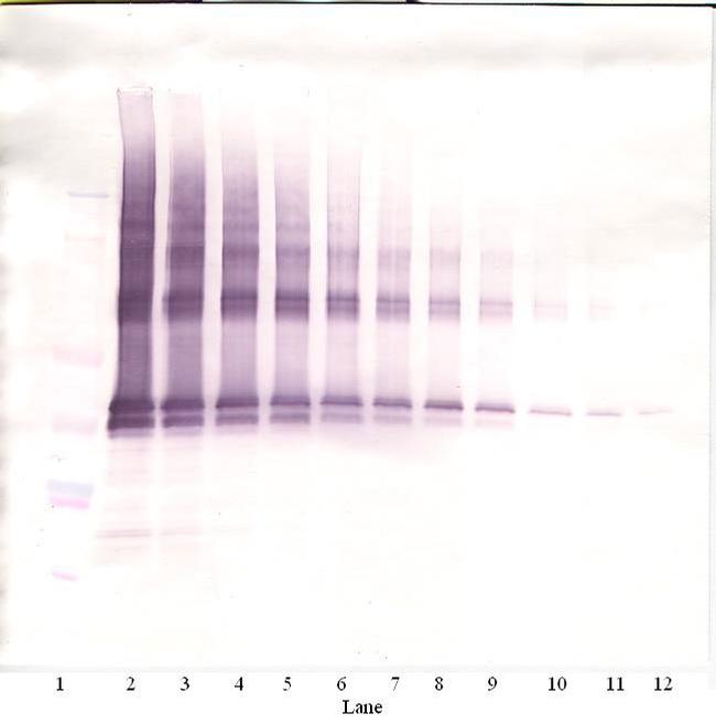 Nanog Antibody in Western Blot (WB)