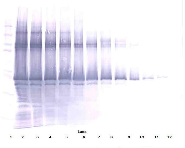 Nanog Antibody in Western Blot (WB)