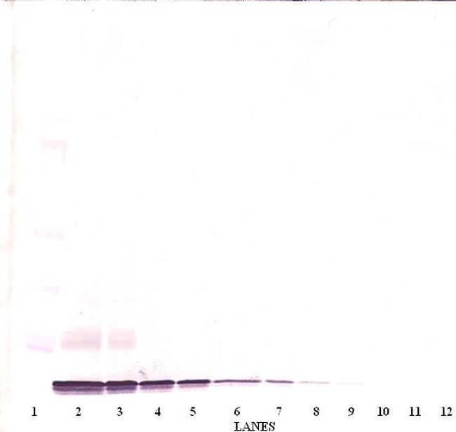 CXCL14 Antibody in Western Blot (WB)