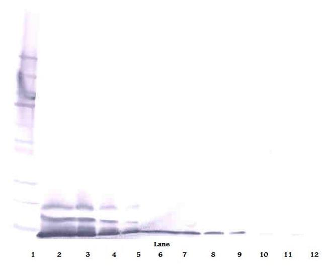 CXCL14 Antibody in Western Blot (WB)