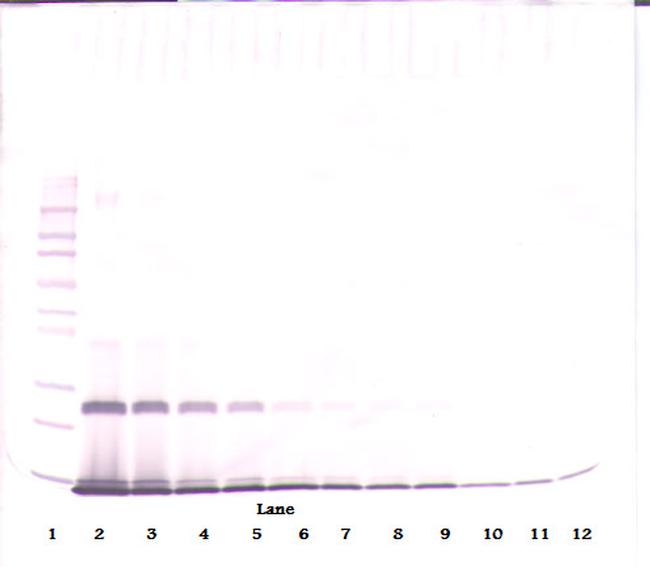 IL-4 Antibody in Western Blot (WB)