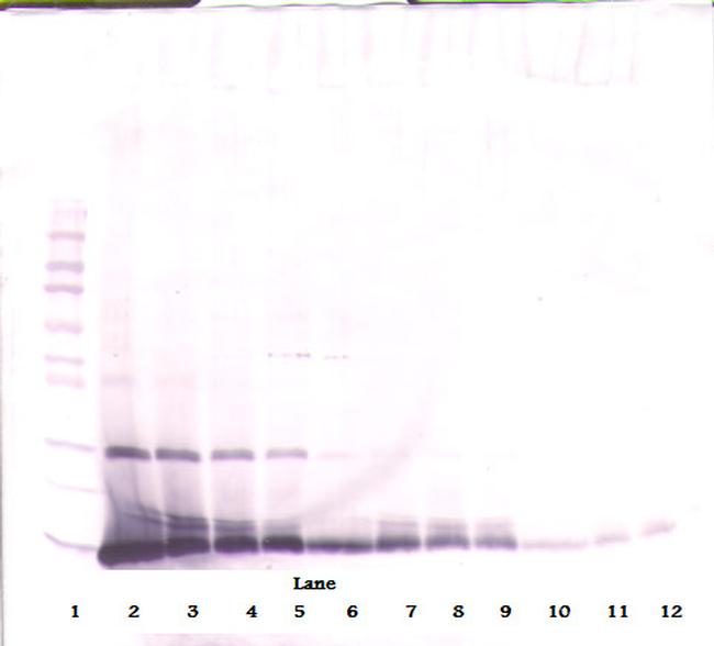 IL-4 Antibody in Western Blot (WB)