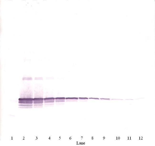 TL1A Antibody in Western Blot (WB)