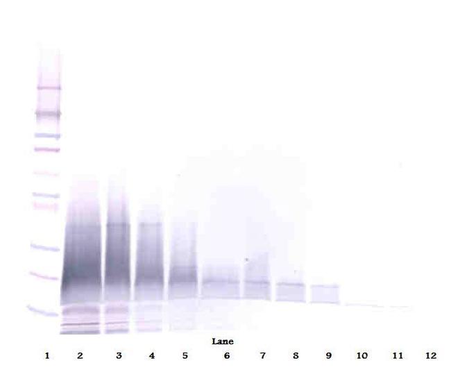 beta-3 Defensin Antibody in Western Blot (WB)