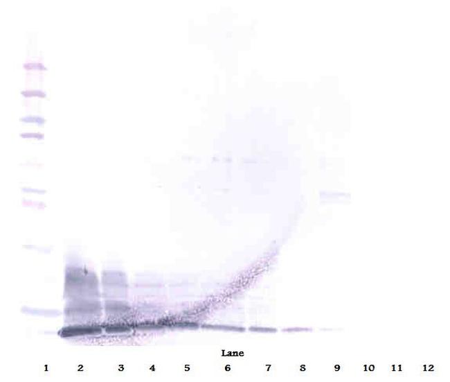 beta-3 Defensin Antibody in Western Blot (WB)