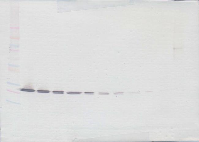 CRP Antibody in Western Blot (WB)