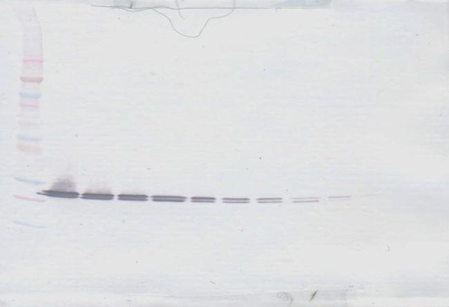 CRP Antibody in Western Blot (WB)