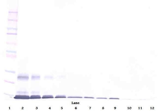 GITRL Antibody in Western Blot (WB)