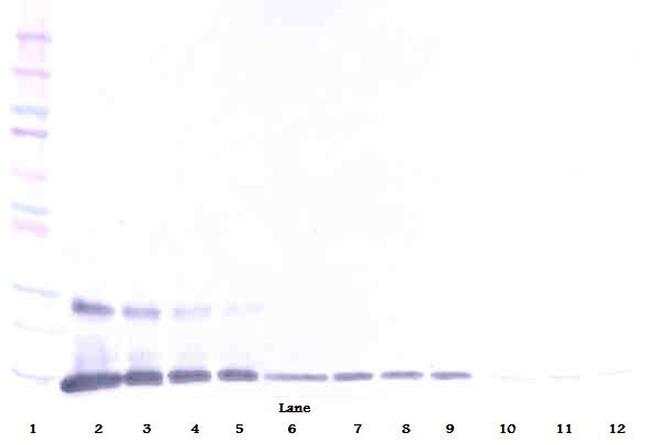 GITRL Antibody in Western Blot (WB)