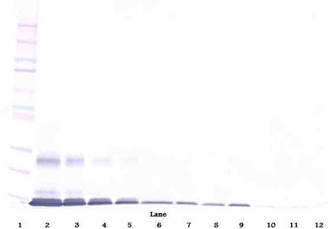 GITRL Antibody in Western Blot (WB)