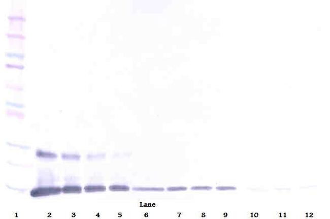 GITRL Antibody in Western Blot (WB)