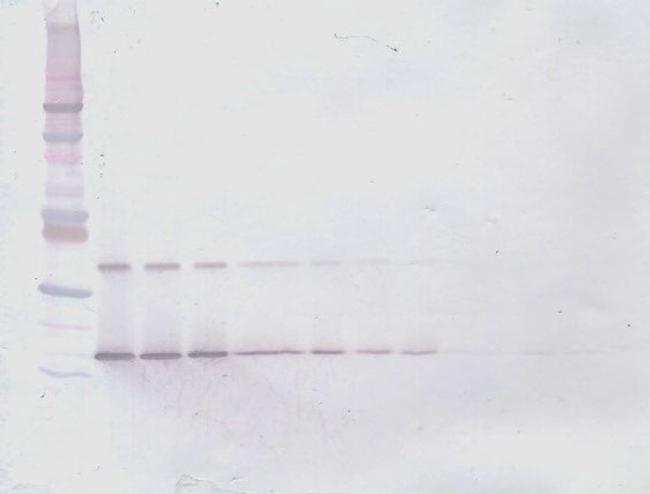 IL-28A Antibody in Western Blot (WB)