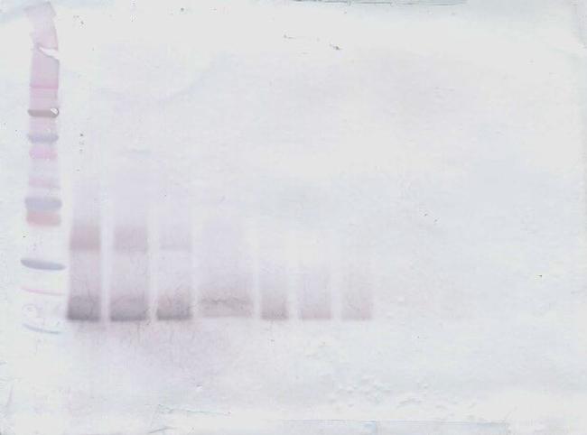 IL-28A Antibody in Western Blot (WB)