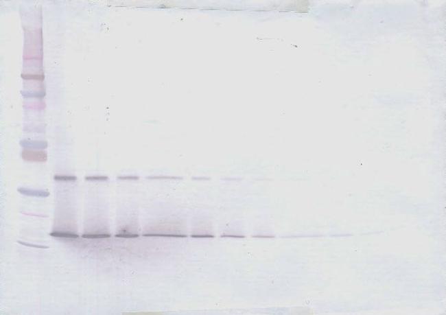 IL-28A Antibody in Western Blot (WB)