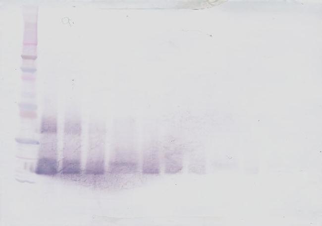 IL-28A Antibody in Western Blot (WB)