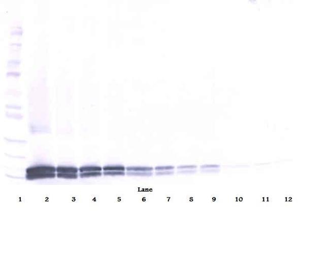 IL17B Antibody in Western Blot (WB)