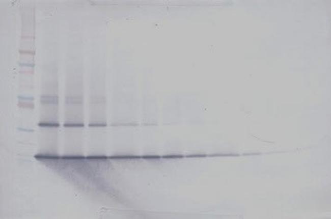 IL17B Antibody in Western Blot (WB)