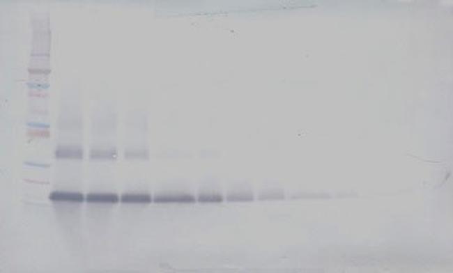 IL17B Antibody in Western Blot (WB)