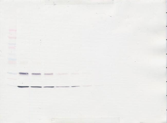 IL-31 Antibody in Western Blot (WB)