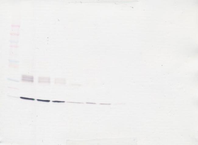 IL-31 Antibody in Western Blot (WB)