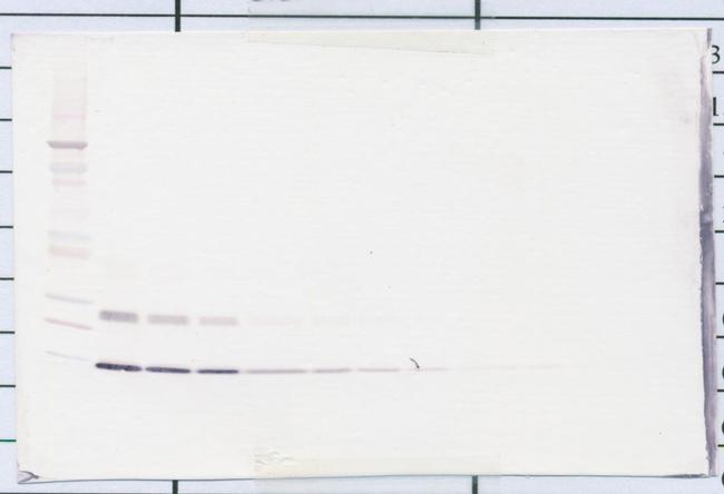 IL-4 Antibody in Western Blot (WB)