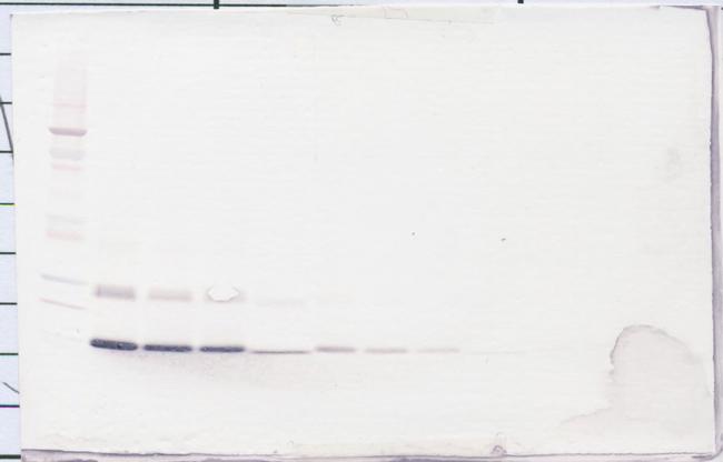 IL-4 Antibody in Western Blot (WB)