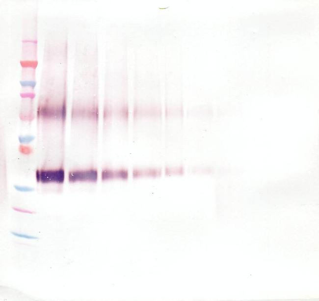 WNT1 Antibody in Western Blot (WB)