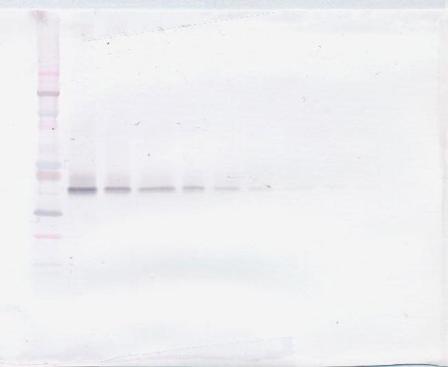 WNT3A Antibody in Western Blot (WB)