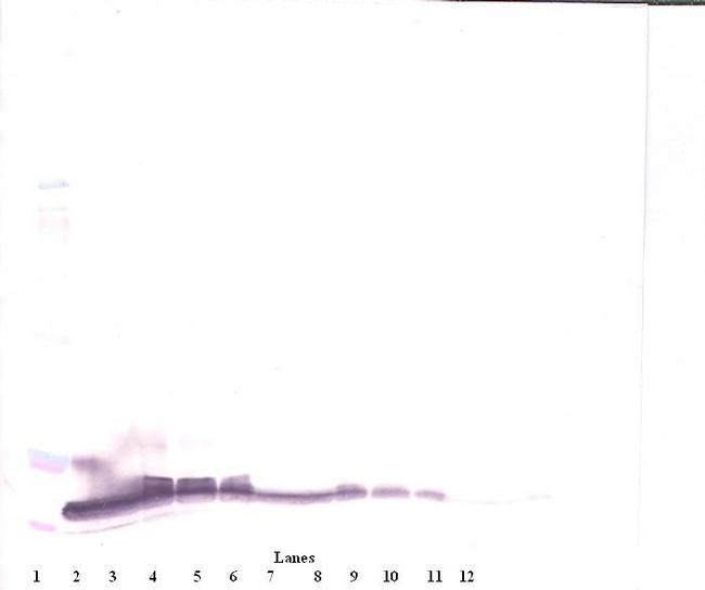 betacellulin Antibody in Western Blot (WB)