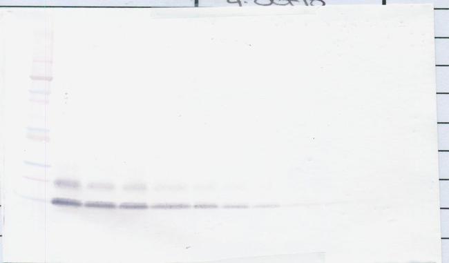 betacellulin Antibody in Western Blot (WB)