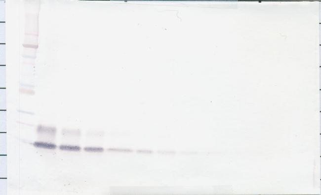 betacellulin Antibody in Western Blot (WB)