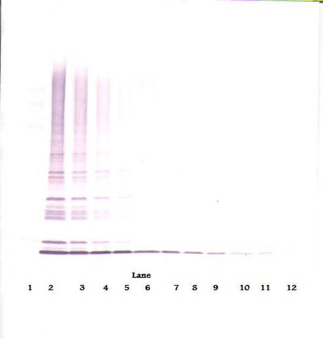CTAGE5 Antibody in Western Blot (WB)