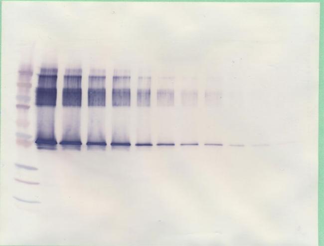 Serpina12 Antibody in Western Blot (WB)