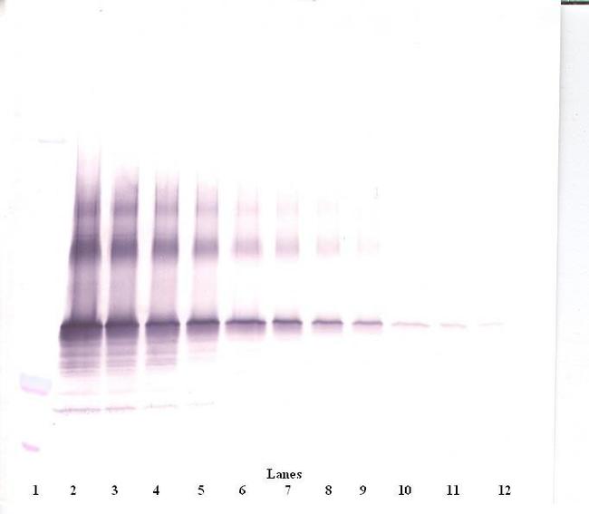 NOV Antibody in Western Blot (WB)