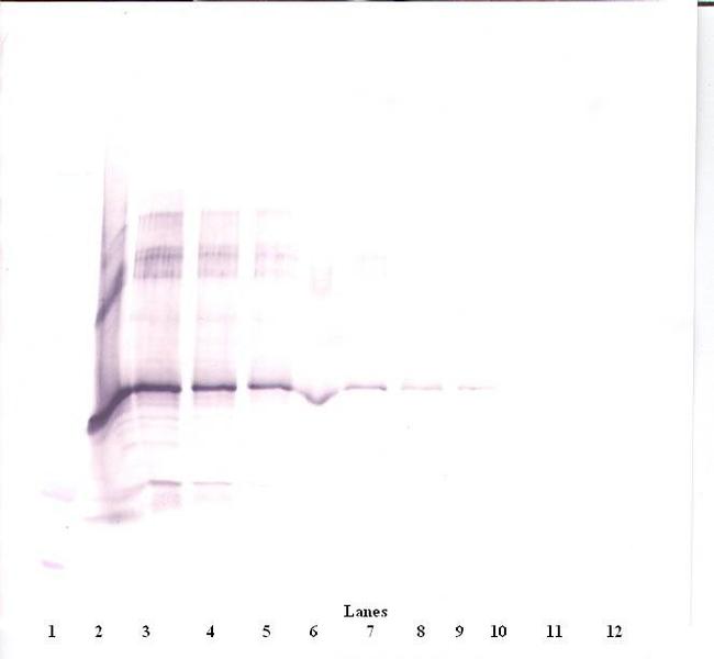 NOV Antibody in Western Blot (WB)