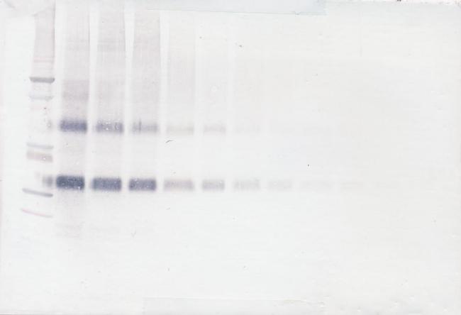 NOV Antibody in Western Blot (WB)