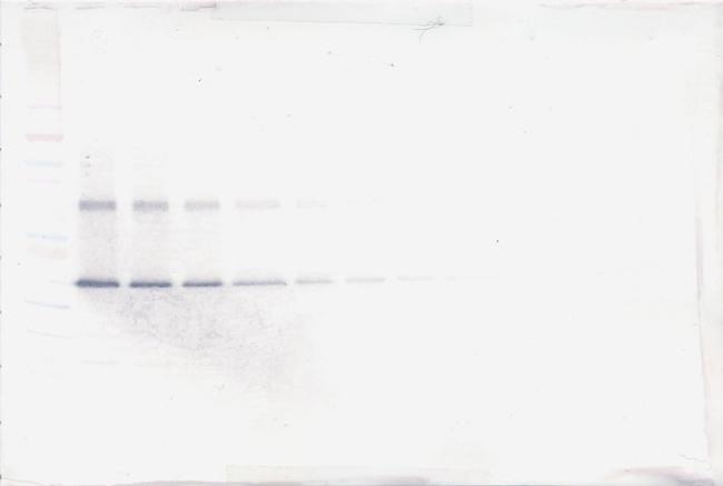 NOV Antibody in Western Blot (WB)